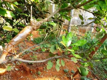 Αναλυτικές οδηγίες για το πώς να κάνουμε ένα νέο δέντρο από μια παλιά λεμόνια