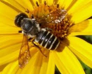 Τα φυτοφάρμακα σε καλλωπιστικά φυτά βλάπτουν τις μέλισσες