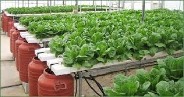 Υδροπονική καλλιέργεια και θρέψη των φυτών