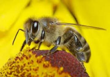 Χάνονται οι μέλισσες, η αγροτική παραγωγή απειλείται