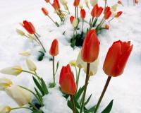 Προστατέψτε τα λουλούδια σας από το κρύο!