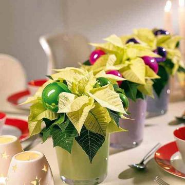Εσωτερική διακόσμηση με φυτά για τα Χριστούγεννα και το Νέο Έτος