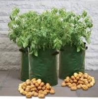 Καλλιέργεια πατάτας στο μπαλκόνι μας