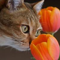 Γάτες και φυτά… μία σχέση αγάπης και μίσους!