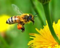 Ποιά φυτά προσελκύουν μέλισσες