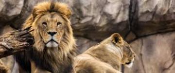 Απελευθερώθηκαν λιοντάρια που ήταν αιχμάλωτα στα τσίρκα
