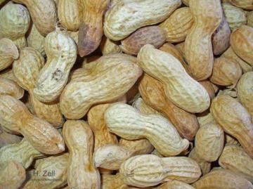 Καλλιέργεια αραχίδας ( αράπικο φιστίκι ), μια πηγή συμπληρωματικού εισοδήματος