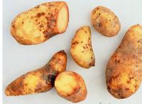 Οι ασθένειες της πατάτας