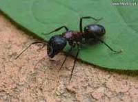 Ο ύπουλος ρόλος των μυρμηγκιών στον κήπο και η αντιμετώπισή τους