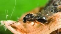 Η καλλιέργεια της καστανιάς απειλείται από μια σφήκα