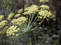 Γλυκάνισος, (Pimpinella anisum)