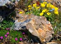 Alpinarium: η νέα τάση στη διακόσμηση του κήπου