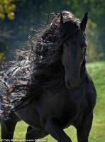 Το ποιό όμορφο άλογο του κόσμου