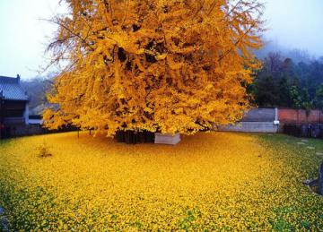 Το δέντρο που δημιουργεί “κίτρινο ωκεανό” με τα φύλλα του!