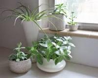 Ποια φυτά είναι κατάλληλα για το μπάνιο μας