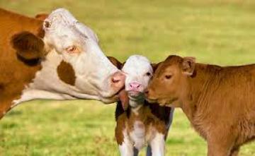 Οι αγελάδες γεννάνε περισσότερο την πανσέληνο