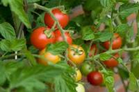 Καλλιέργεια τομάτας: στην βεράντα ή τον κήπο σας