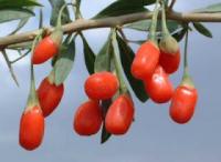 Τα Οφέλη από την Κατανάλωση Goji Berries