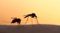 Ποιοι επαγγελματίες θα ζήλευαν ένα απλό κουνούπι;