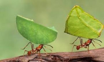 Πως θα διώξετε τα μυρμήγκια από το σπίτι