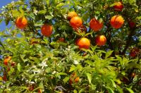 Δύσκολοι καιροί για τα πορτοκάλια