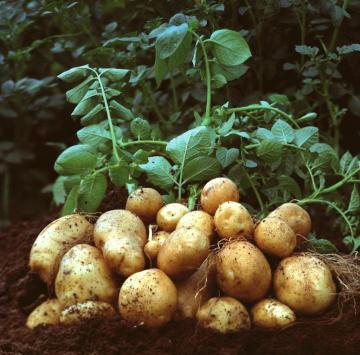 Η καλλιέργεια της πατάτας με δυο λόγια