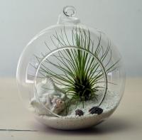 Φυτά εσωτερικού χώρου - δημιουργικές ιδέες για φυτά σε terrarium