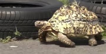 Η ... γρηγορότερη χελώνα στον κόσμο